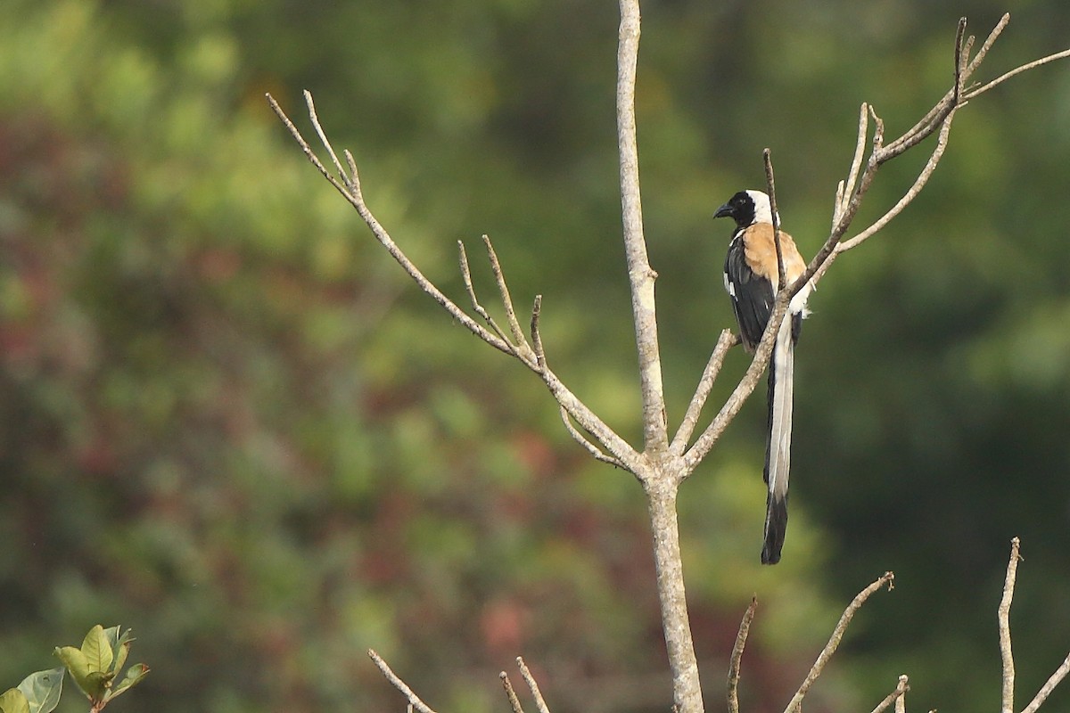 White-bellied Treepie - ML305674161