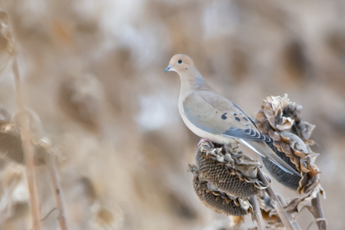 Mourning Dove - ML305674281