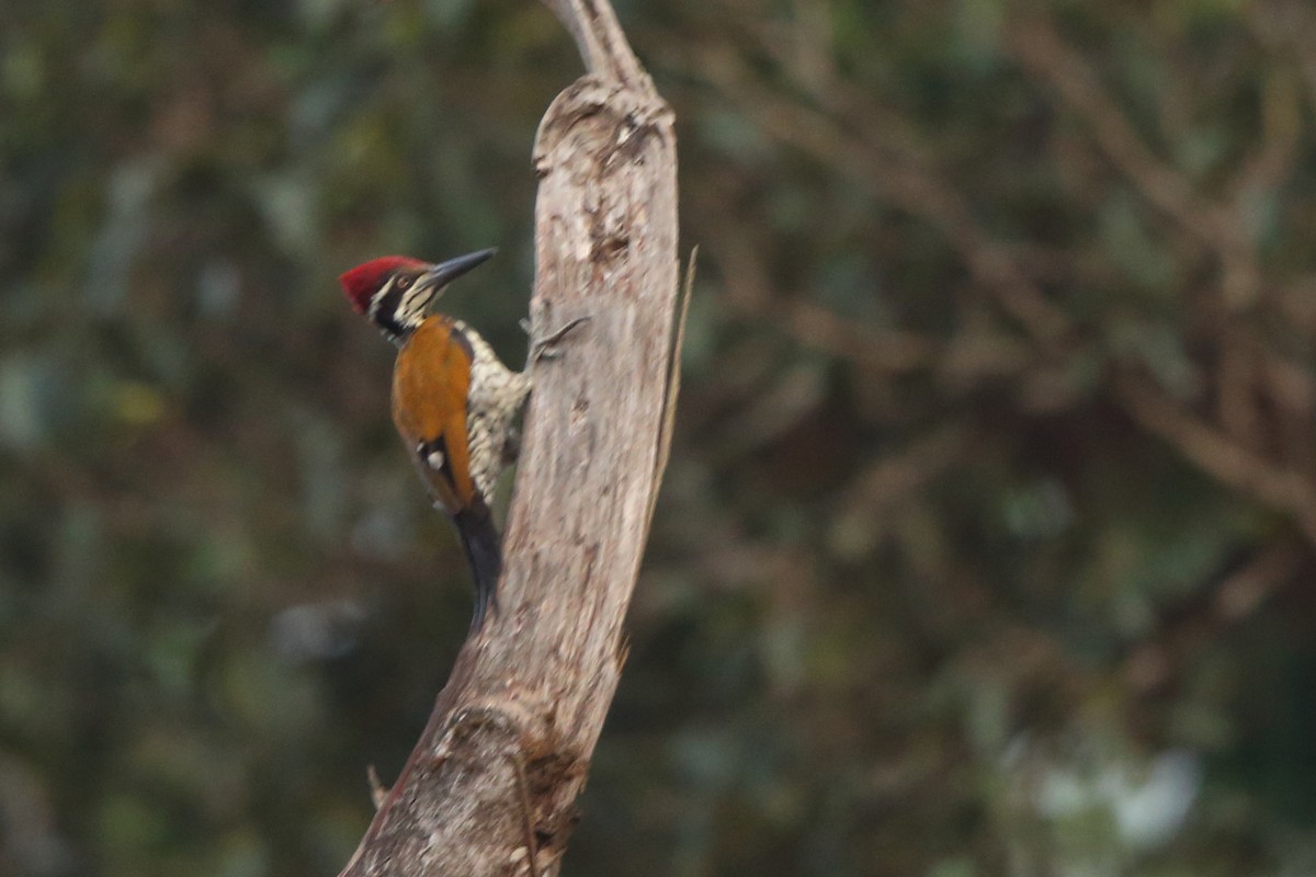 Malabar Flameback - ML305674421