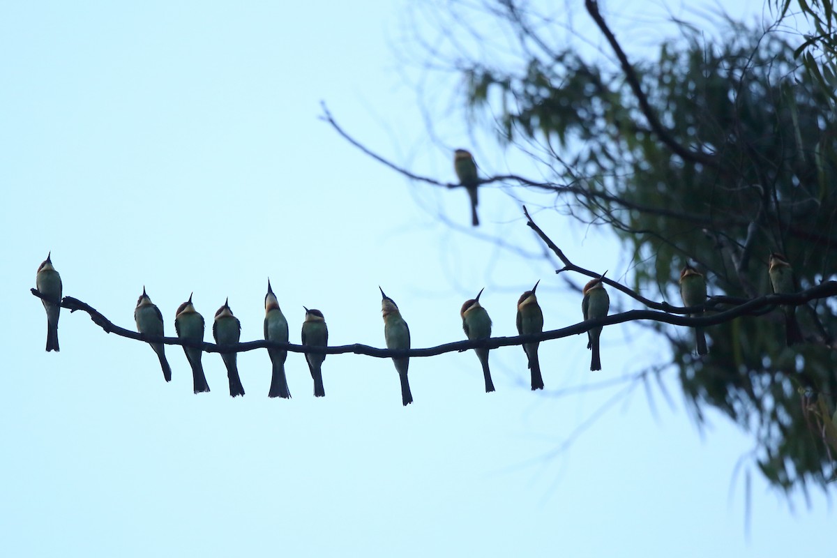 Chestnut-headed Bee-eater - ML305674661