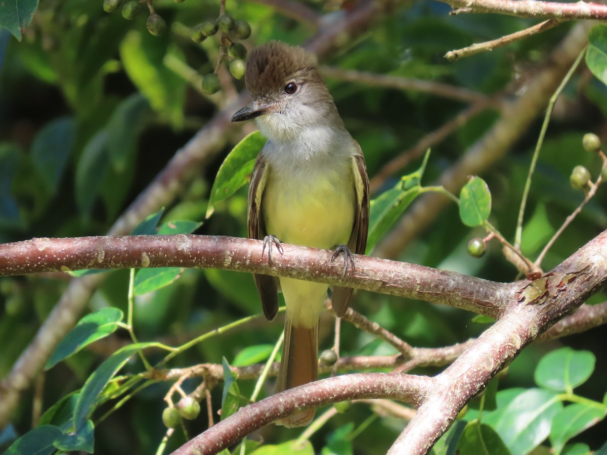 Brown-crested Flycatcher - ML305674771