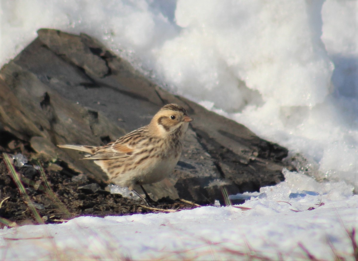 Lapland Longspur - ML305675391