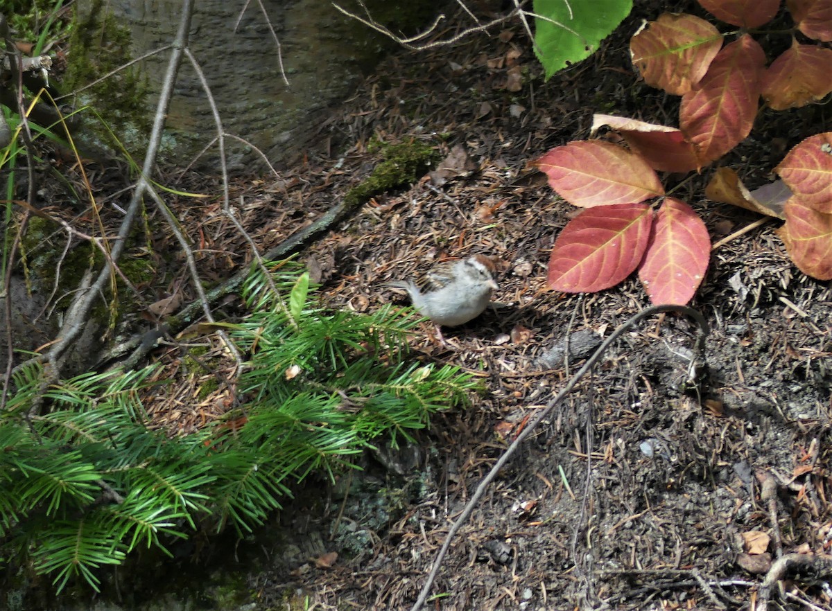 Chipping Sparrow - ML305676211