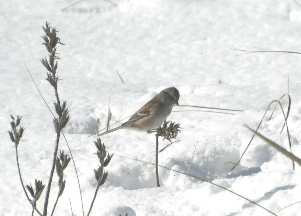 American Tree Sparrow - ML305677071