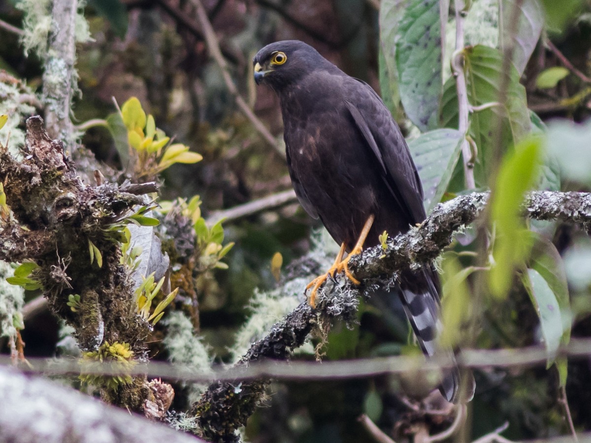 Dark morph (Plain-breasted)