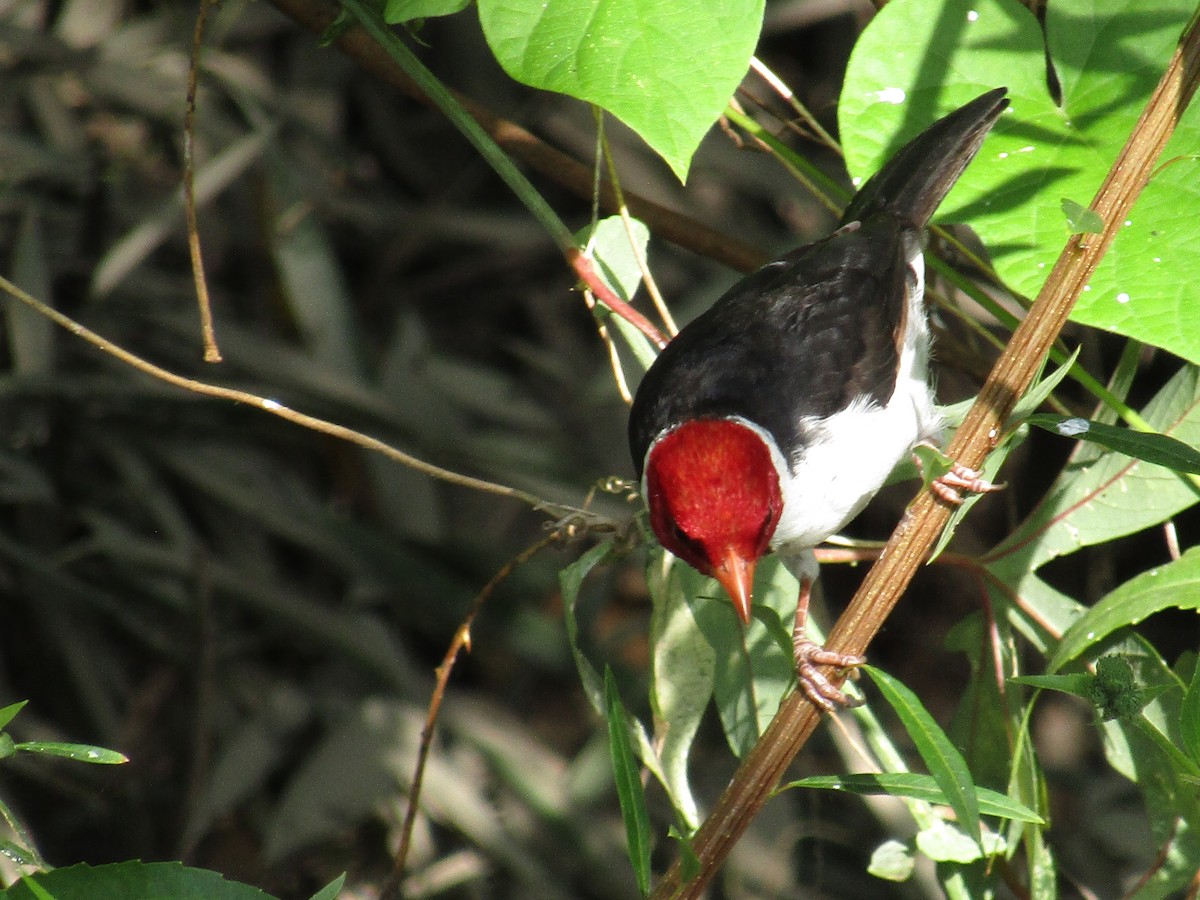 Yellow-billed Cardinal - ML305680401