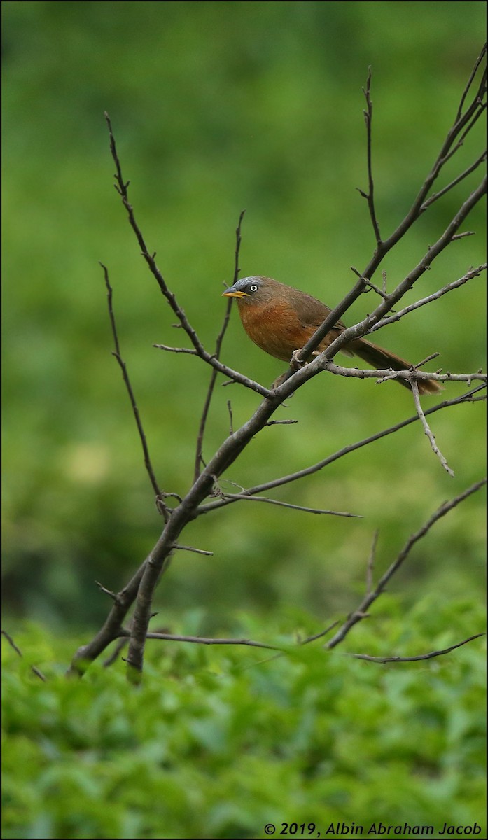 Rufous Babbler - ML305682451