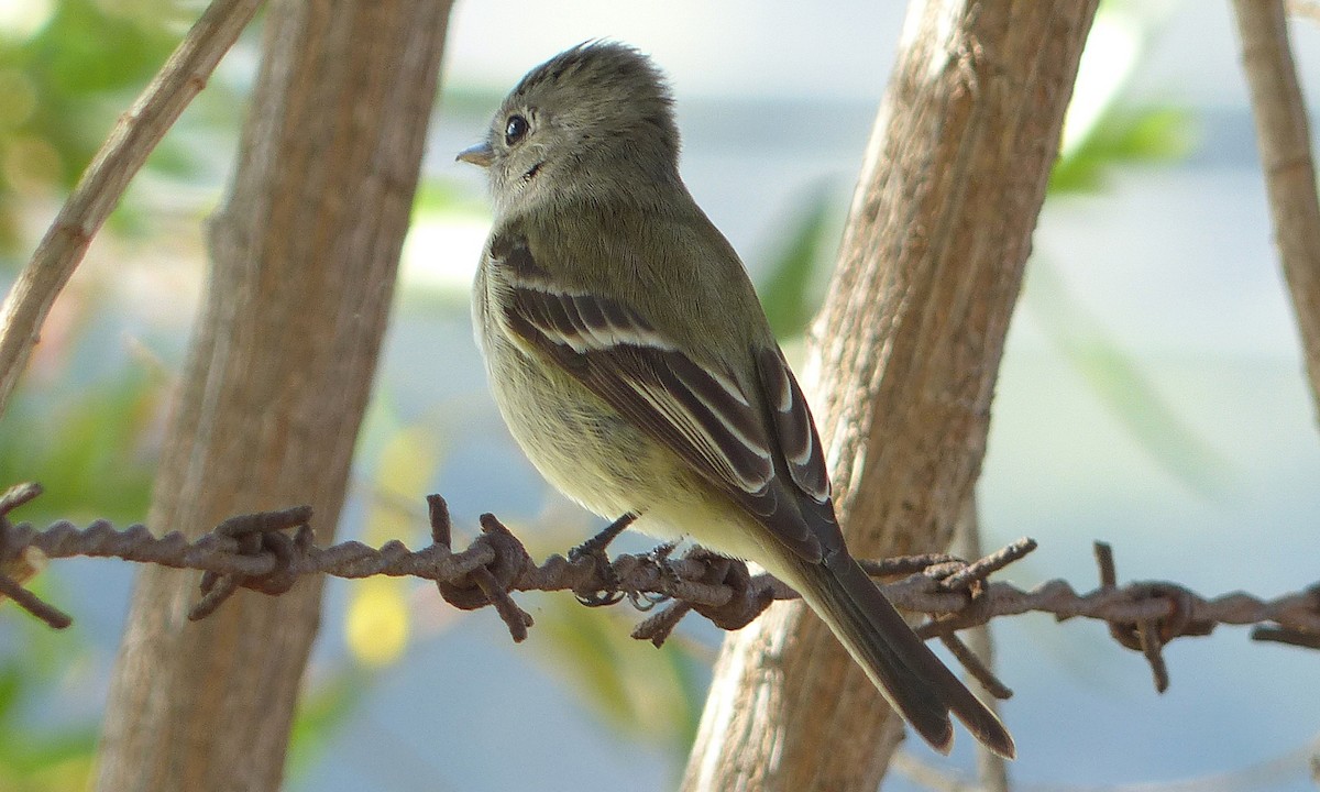 Dusky Flycatcher - ML30568921