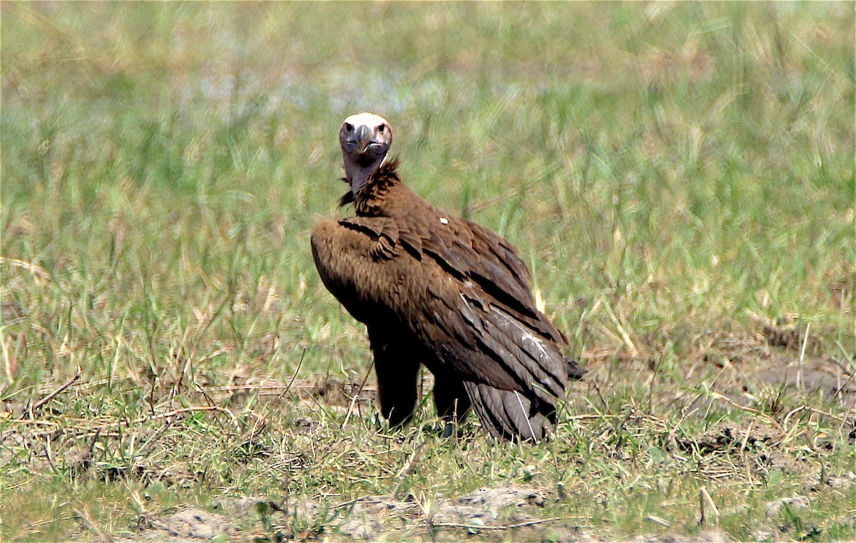 Lappet-faced Vulture - J. Christopher Haney