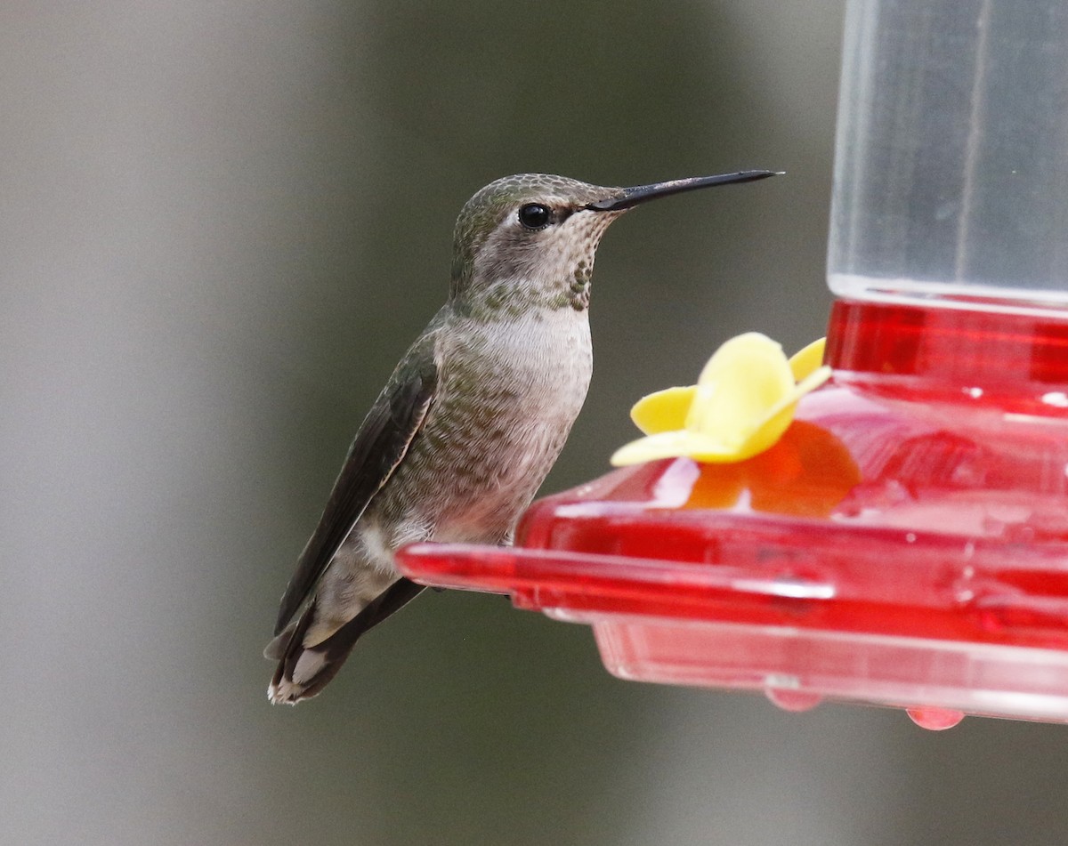 Anna's Hummingbird - ML305692001