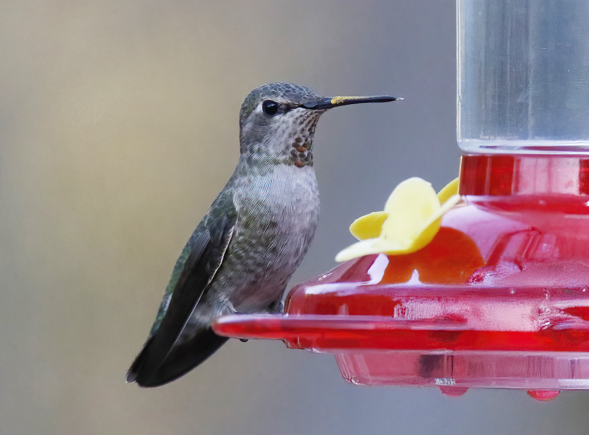 Anna's Hummingbird - ML305692011