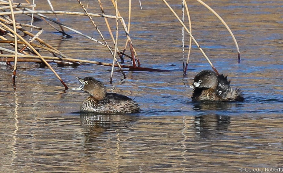 Pied-billed Grebe - ML305692301