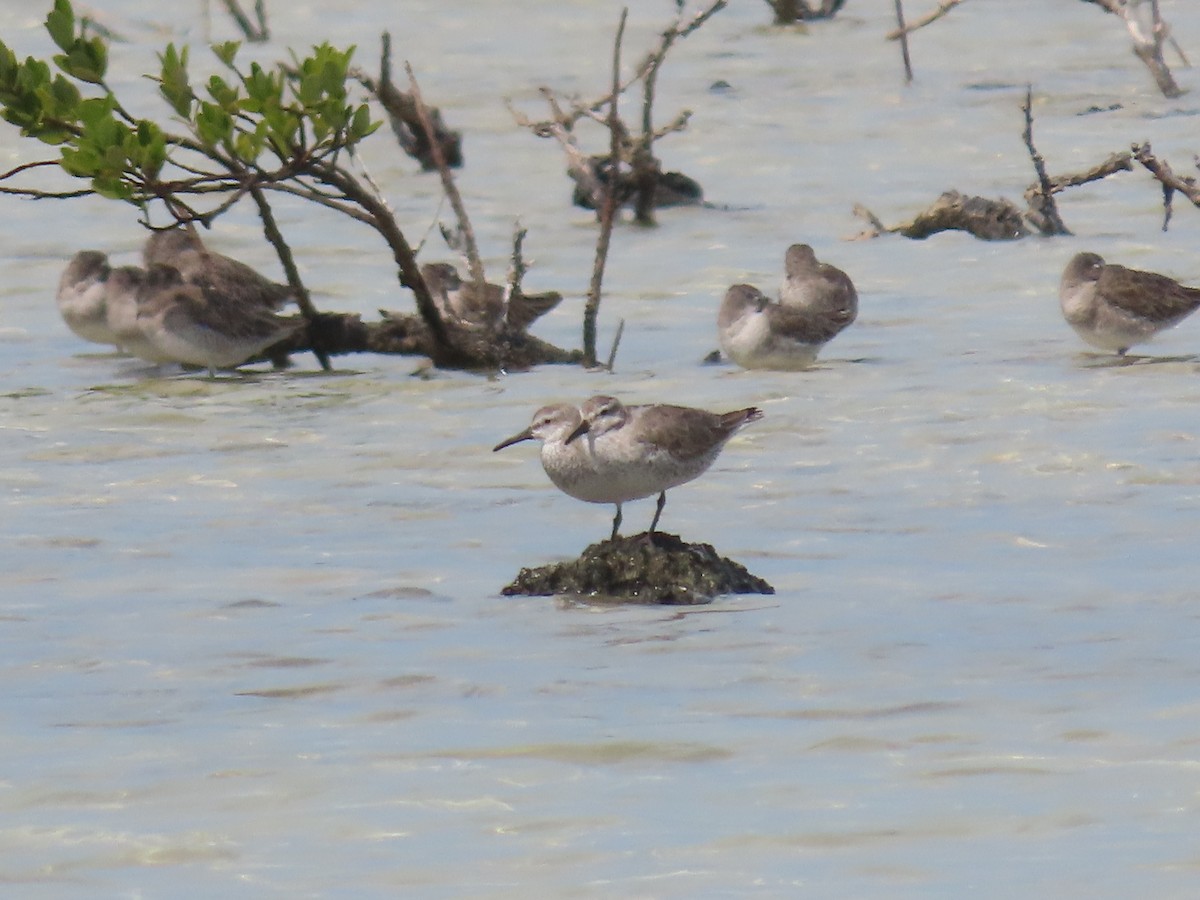 Red Knot - ML305694021