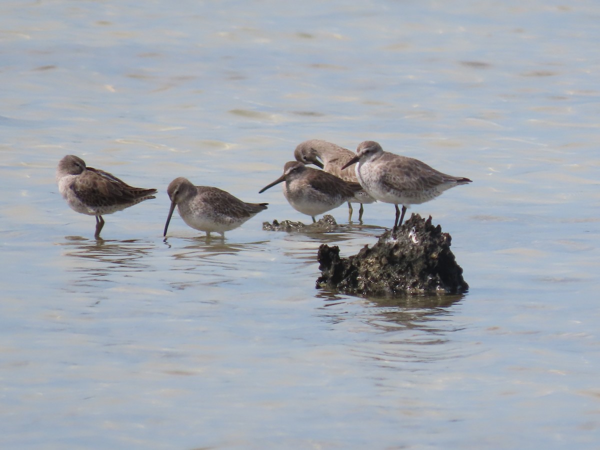 Red Knot - ML305694031