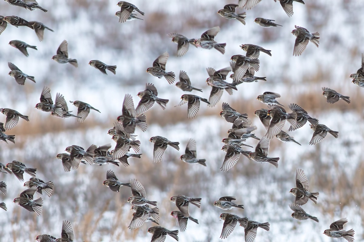 Redpoll - James Kroeker