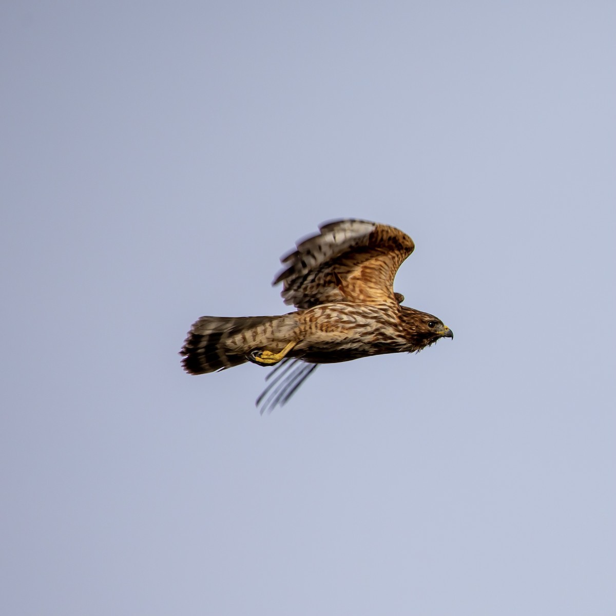 Red-shouldered Hawk - ML305695751