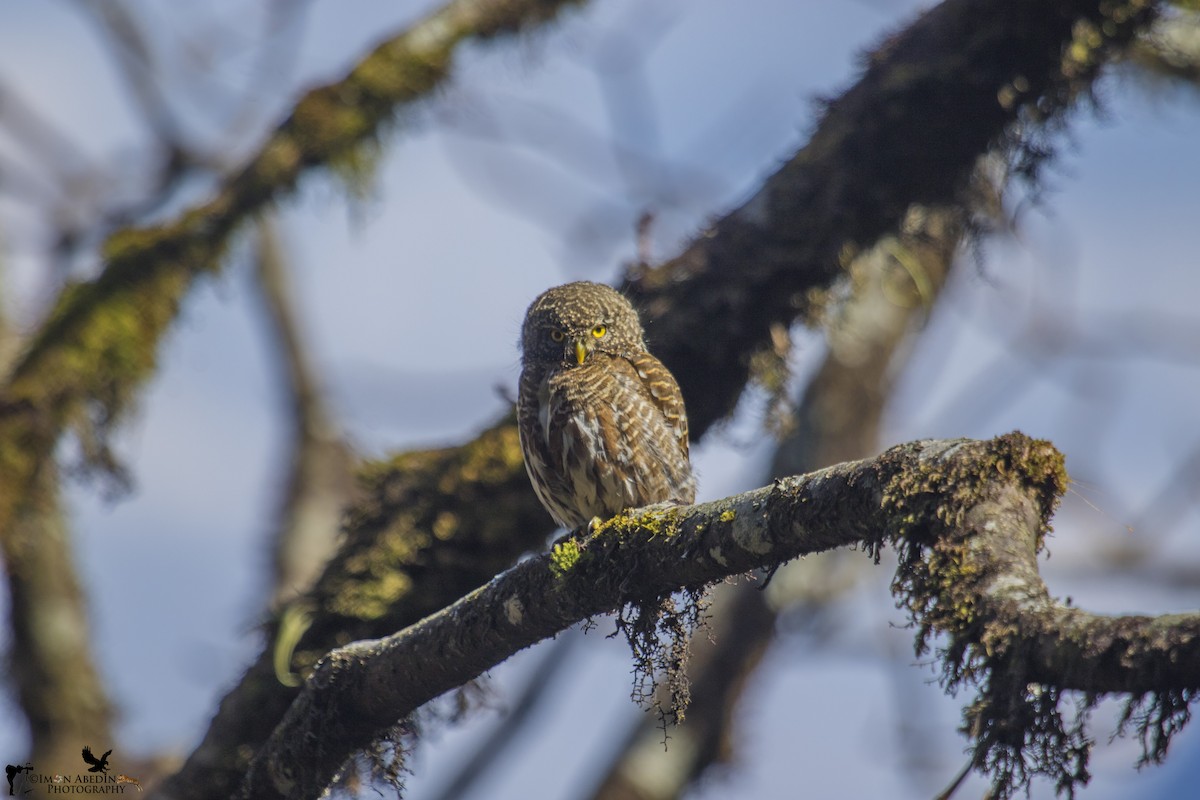 Collared Owlet - ML305696021