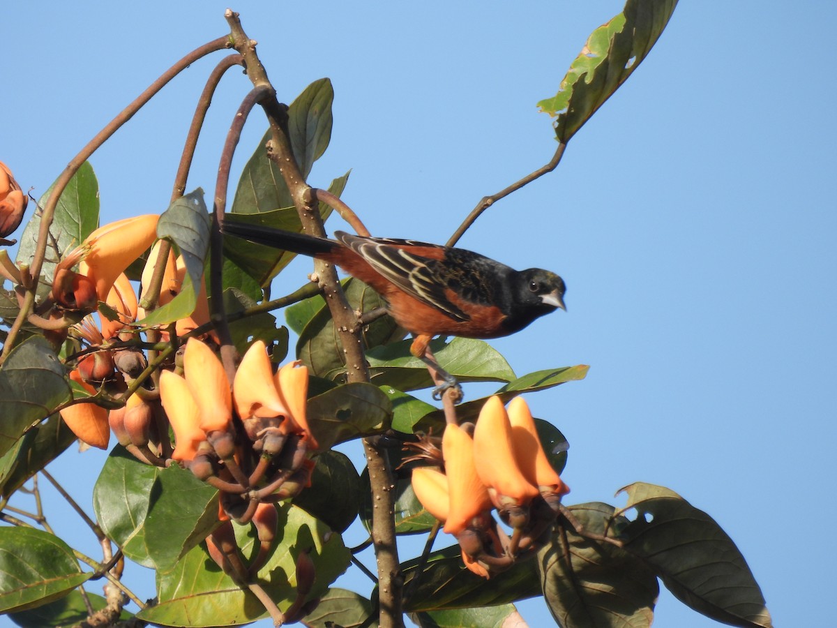 Orchard Oriole - Carlos Ulate