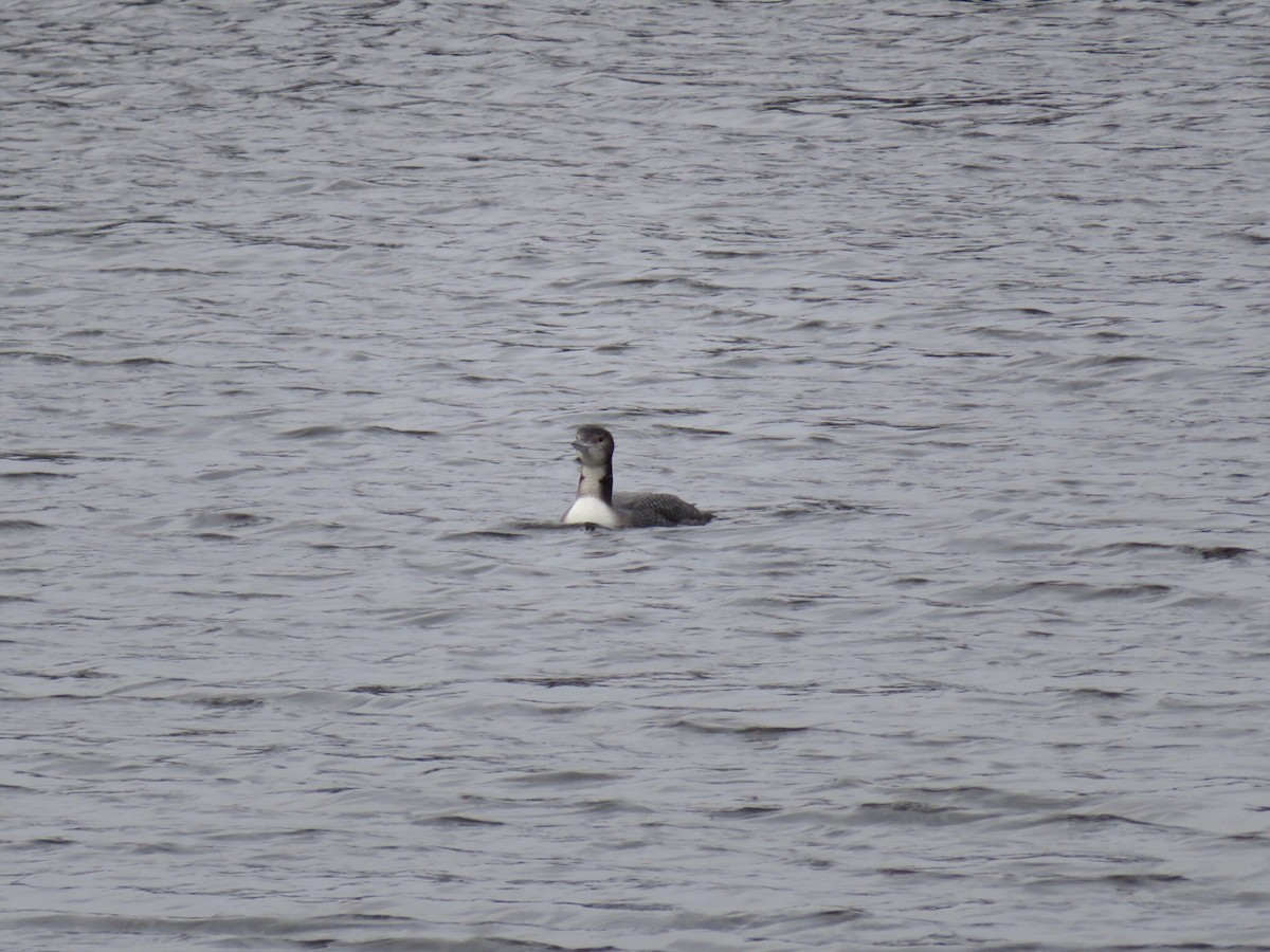 Plongeon huard - ML305697721