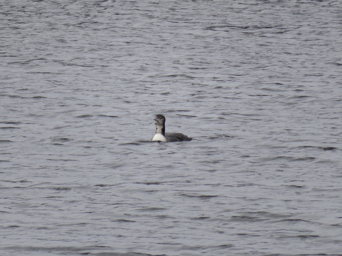 Common Loon - ML305697721