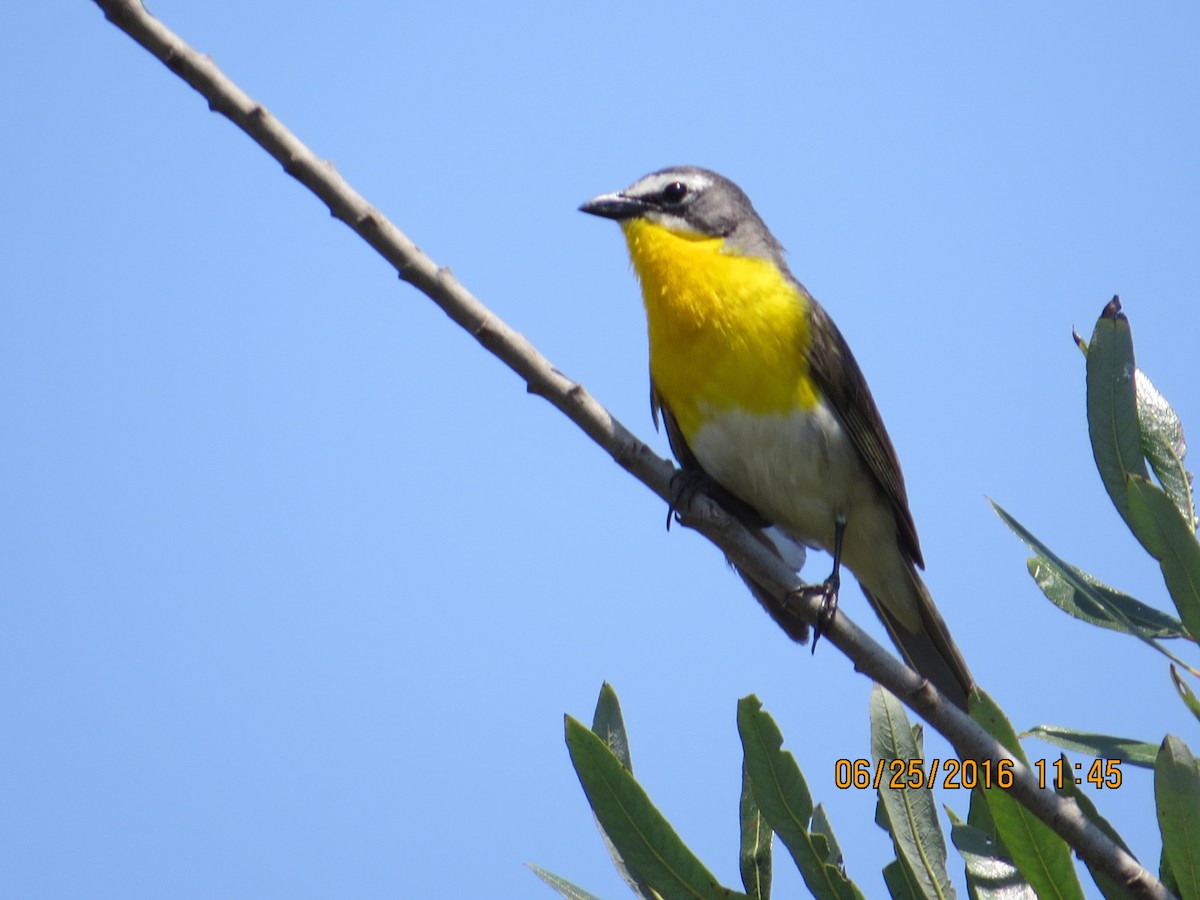 Yellow-breasted Chat - ML30569781