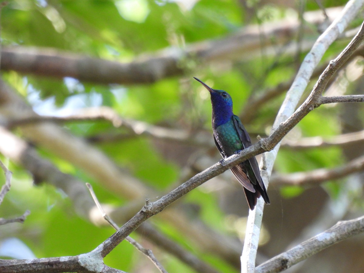 Sapphire-throated Hummingbird - Carlos Ulate