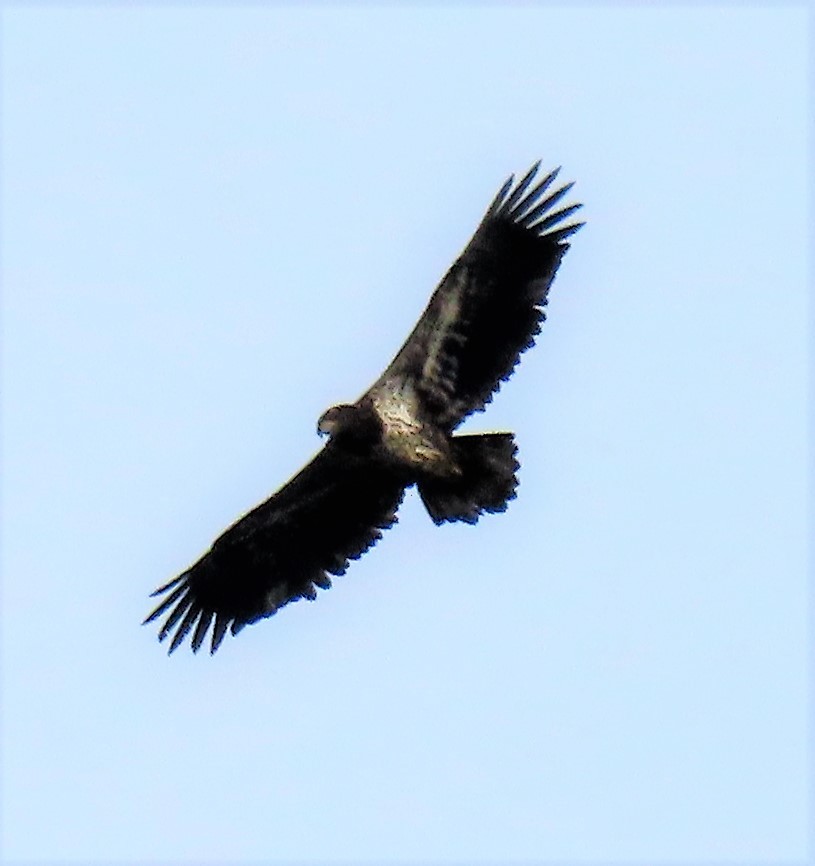 Bald Eagle - ML305699881