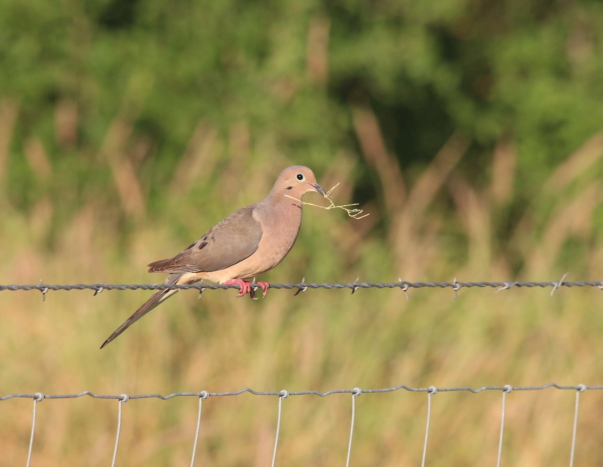 Mourning Dove - ML30570121