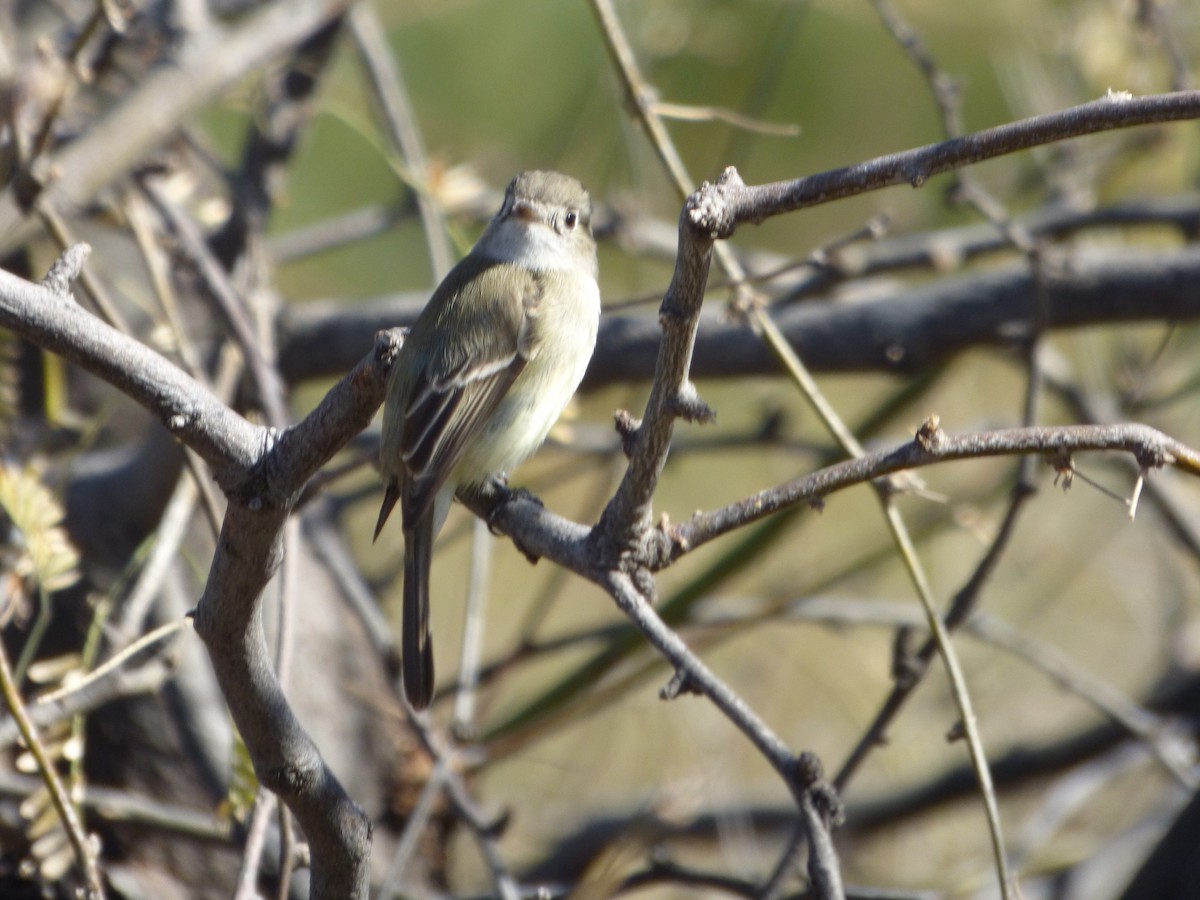 Dusky Flycatcher - ML305702851