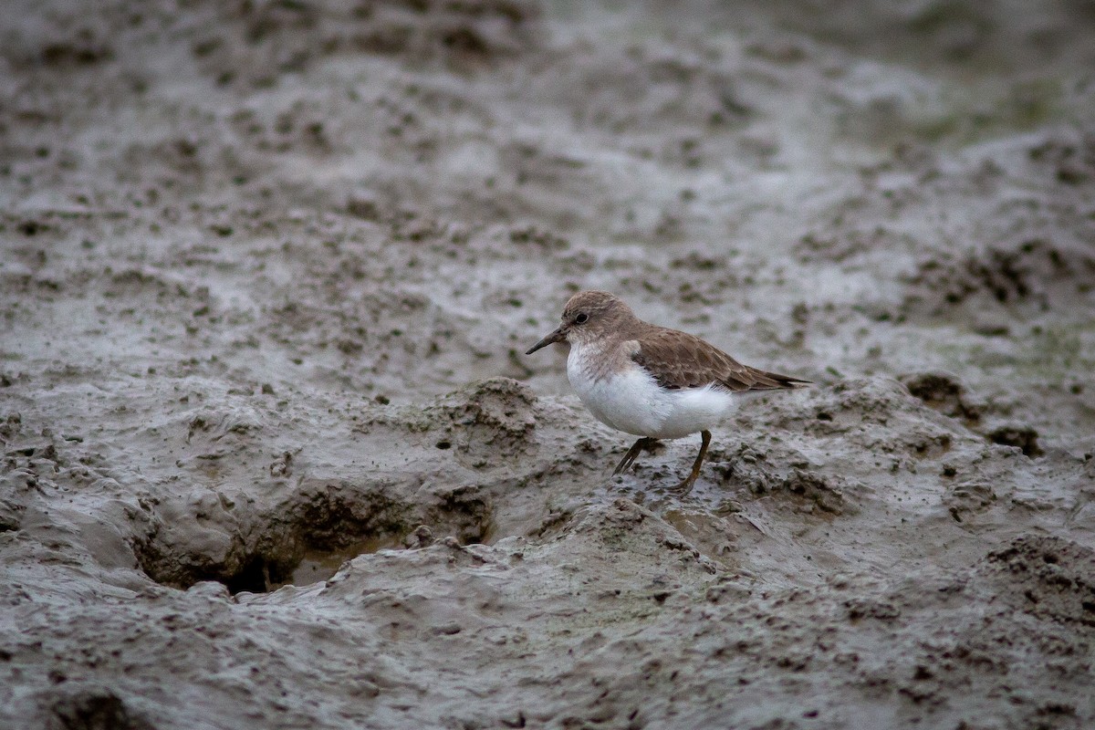 Temminck's Stint - ML305703831