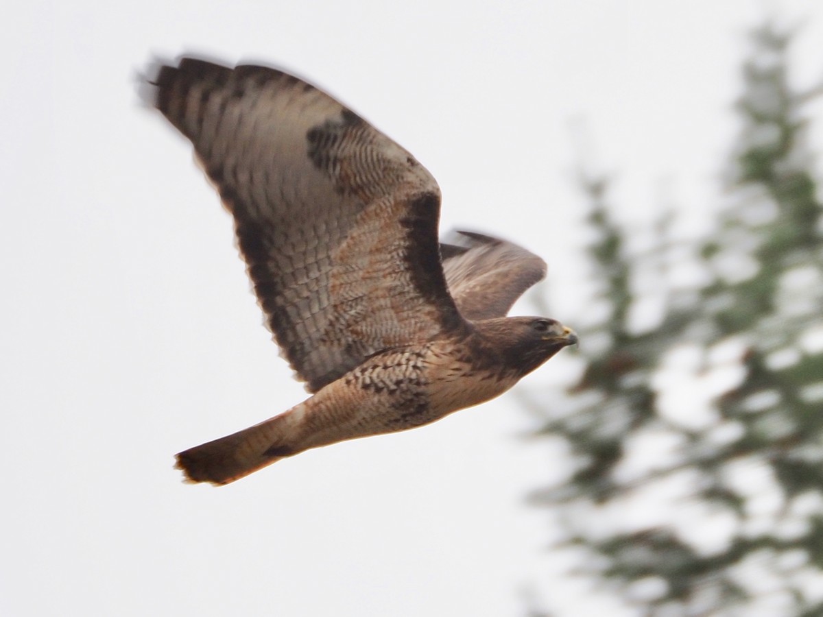 Red-tailed Hawk - ML305704761