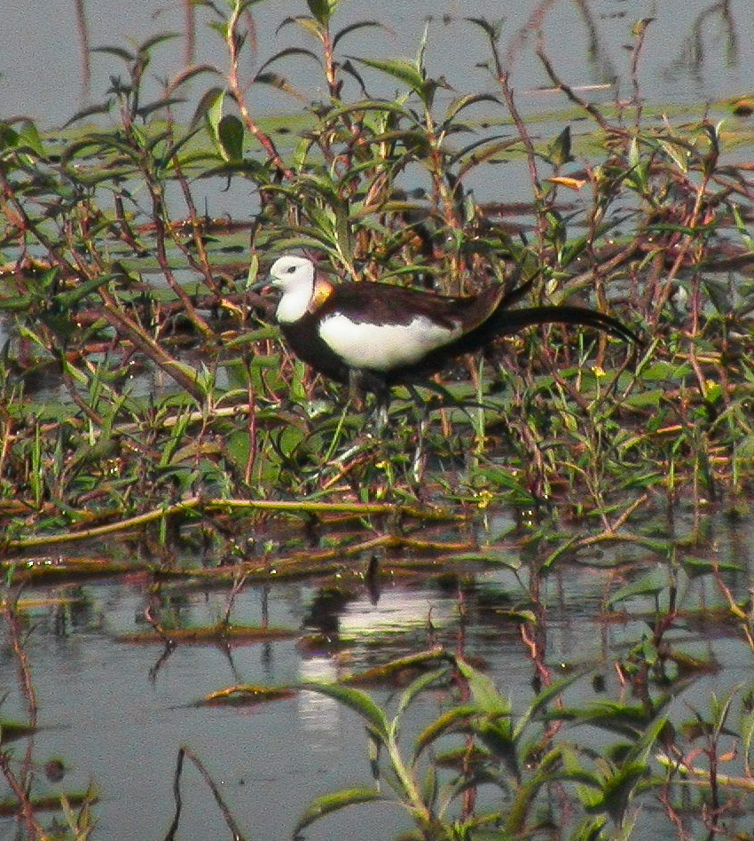 Pheasant-tailed Jacana - Chuck Heikkinen