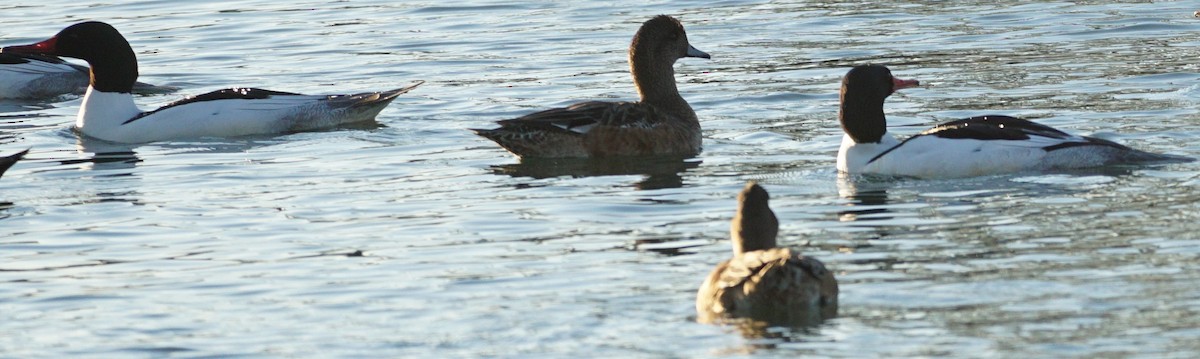 Common Merganser - ML305706021