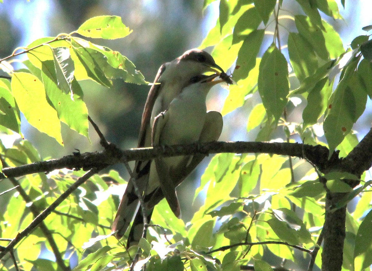 Yellow-billed Cuckoo - ML30570841