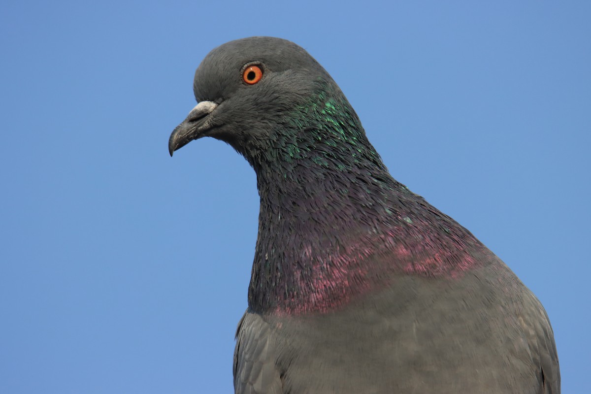 Rock Pigeon (Feral Pigeon) - Ajay Sarvagnam