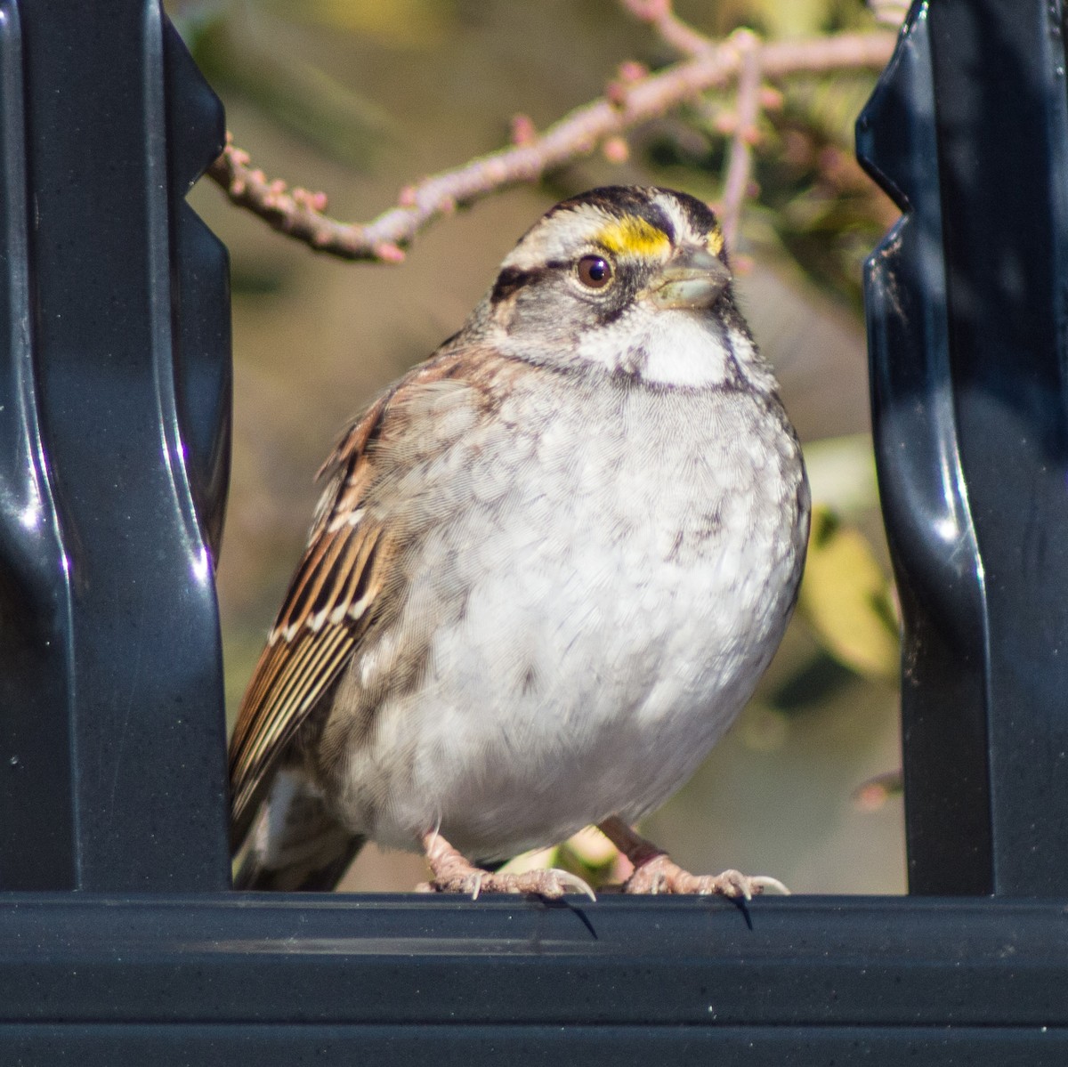 White-throated Sparrow - ML305712201