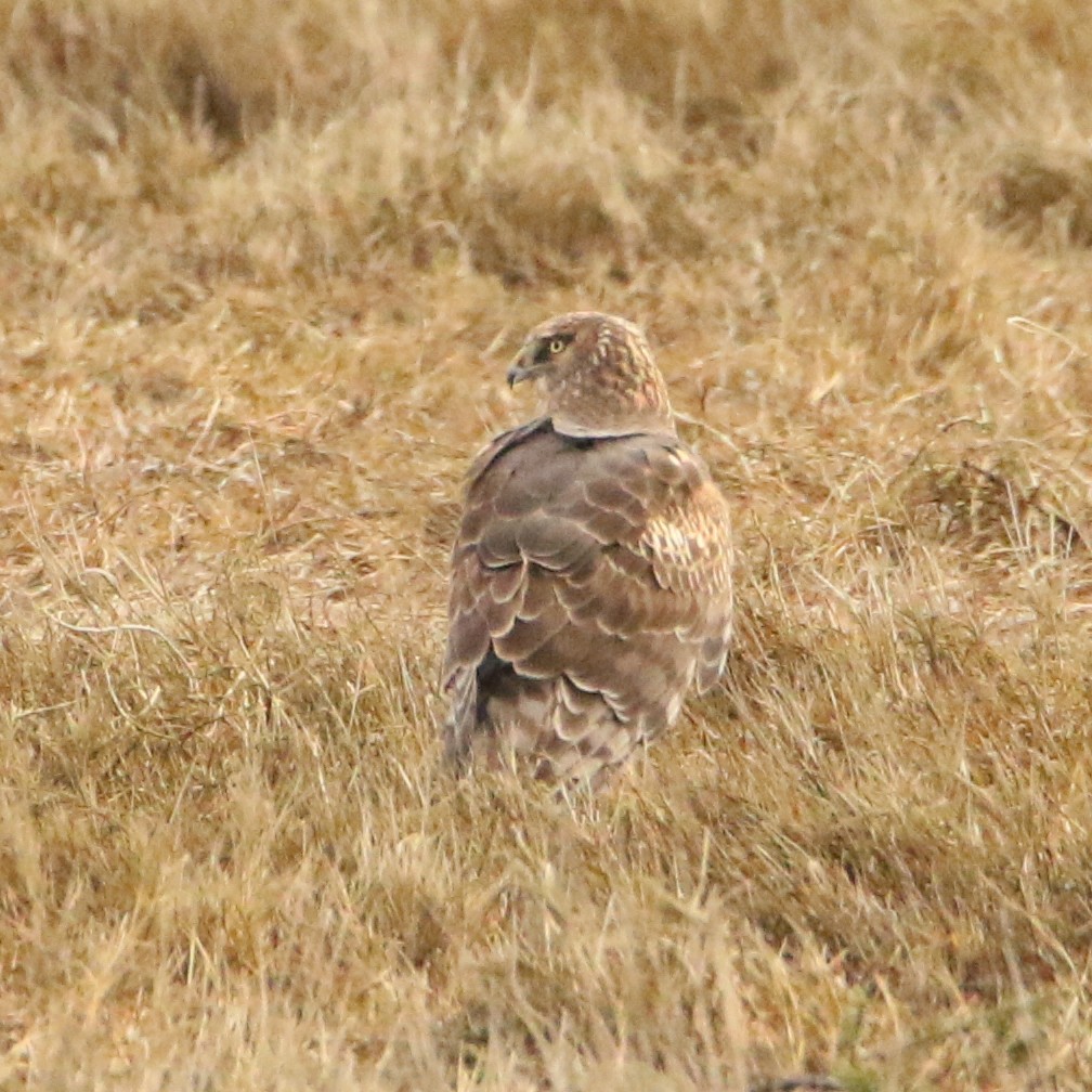 Northern Harrier - ML305714981