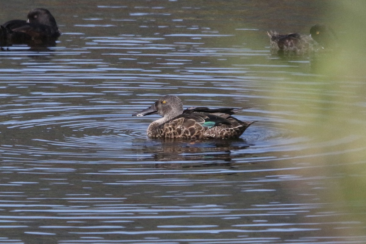 Australasian Shoveler - ML305715091