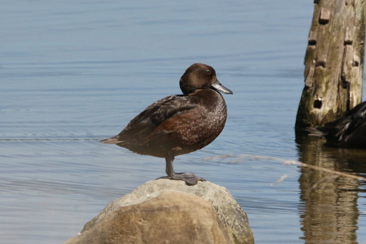 New Zealand Scaup - ML305715251
