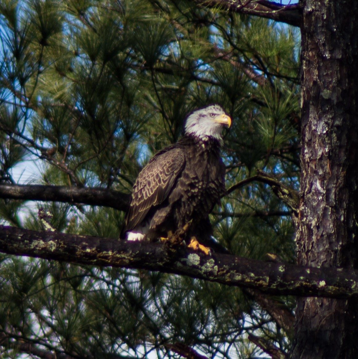 Bald Eagle - ML305715261