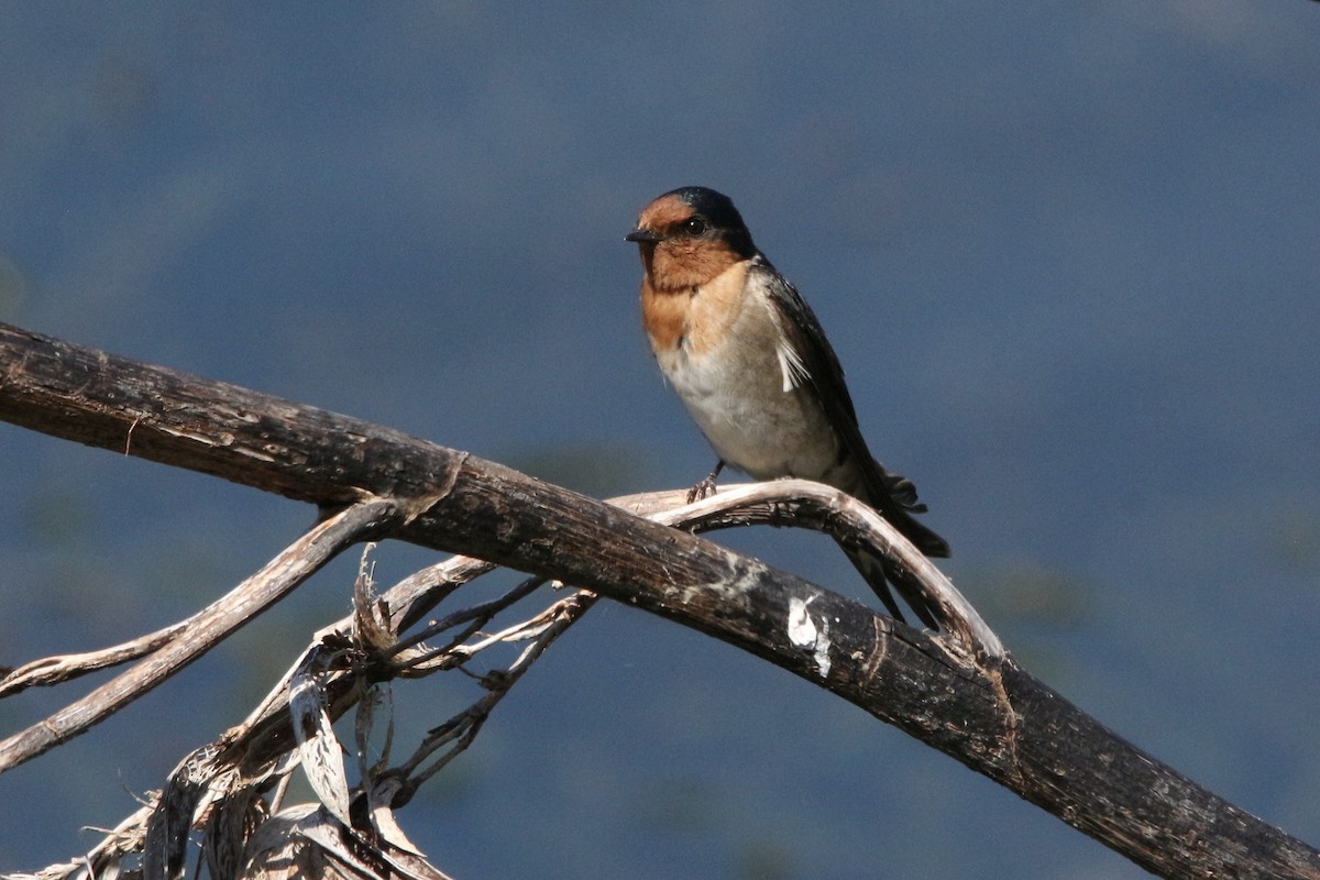 Welcome Swallow - ML305715351