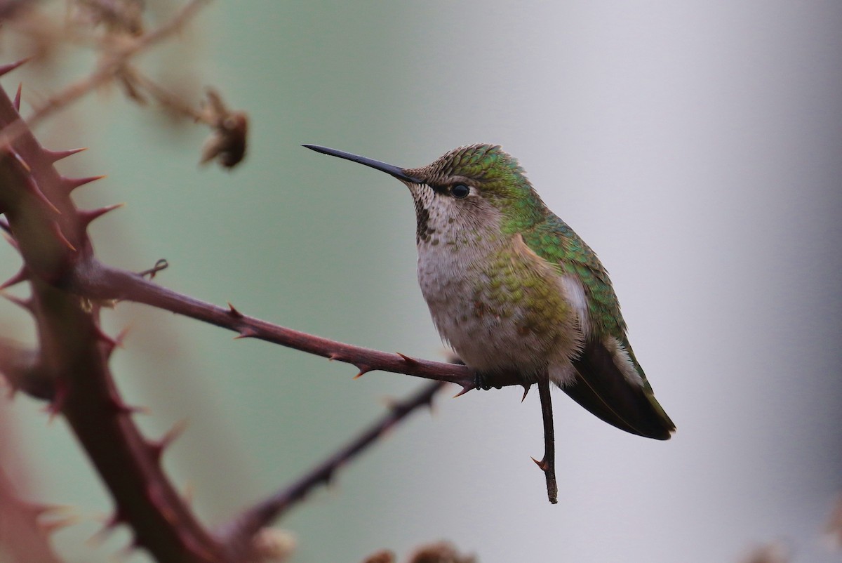 Anna's Hummingbird - John F. Gatchet