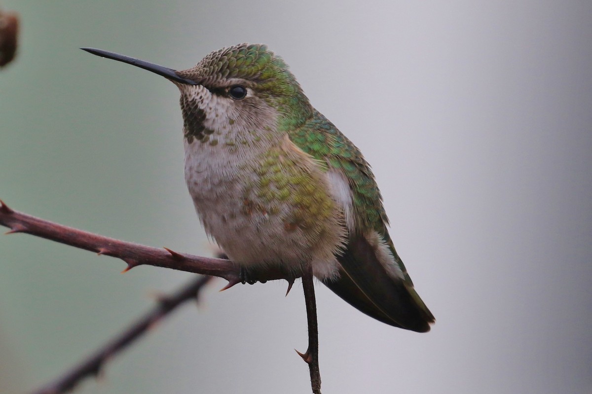 Anna's Hummingbird - John F. Gatchet