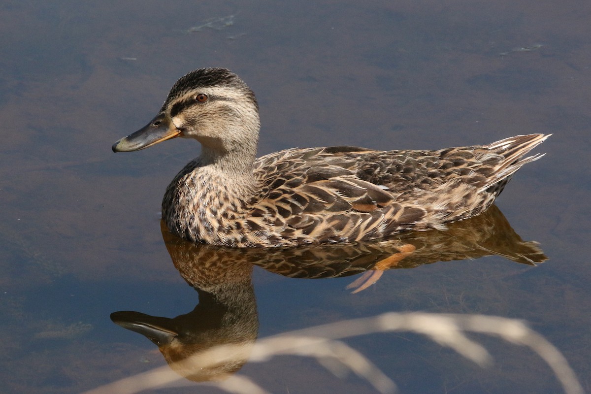 Pacific Black Duck x Mallard (hybrid) - ML305715641