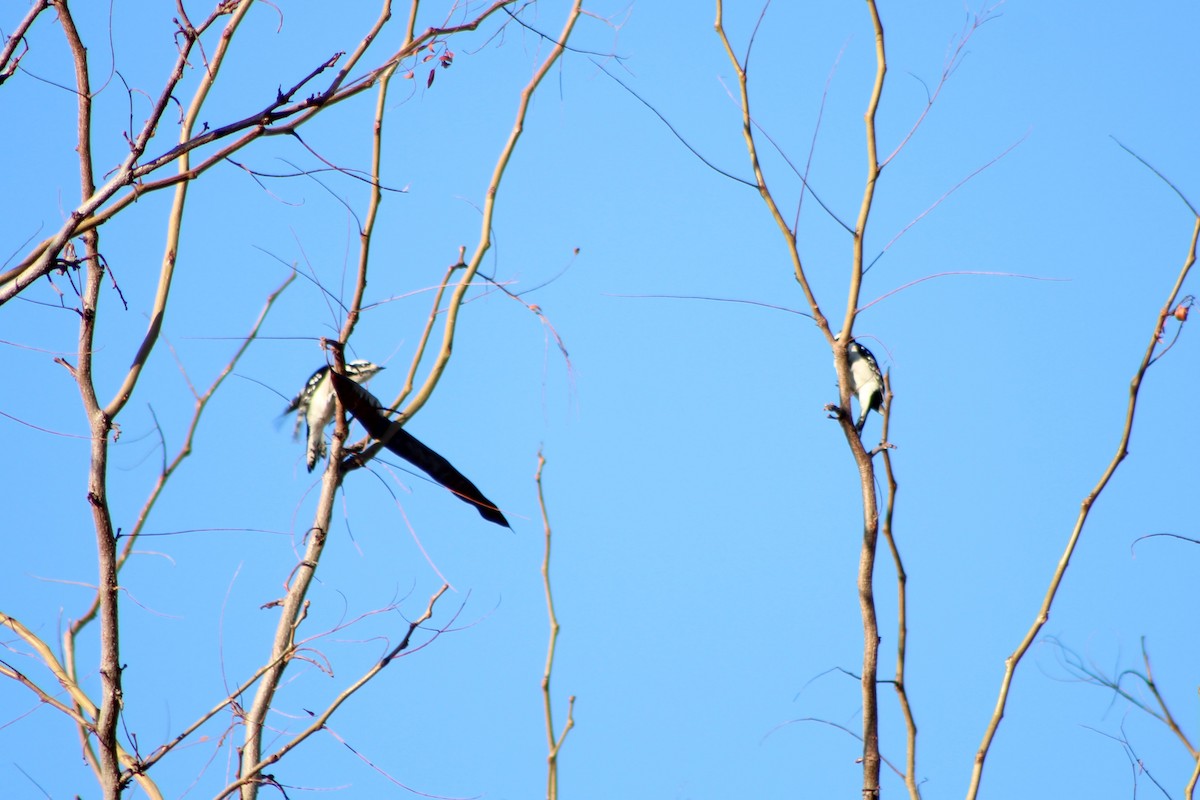 Downy Woodpecker (Rocky Mts.) - ML305715871