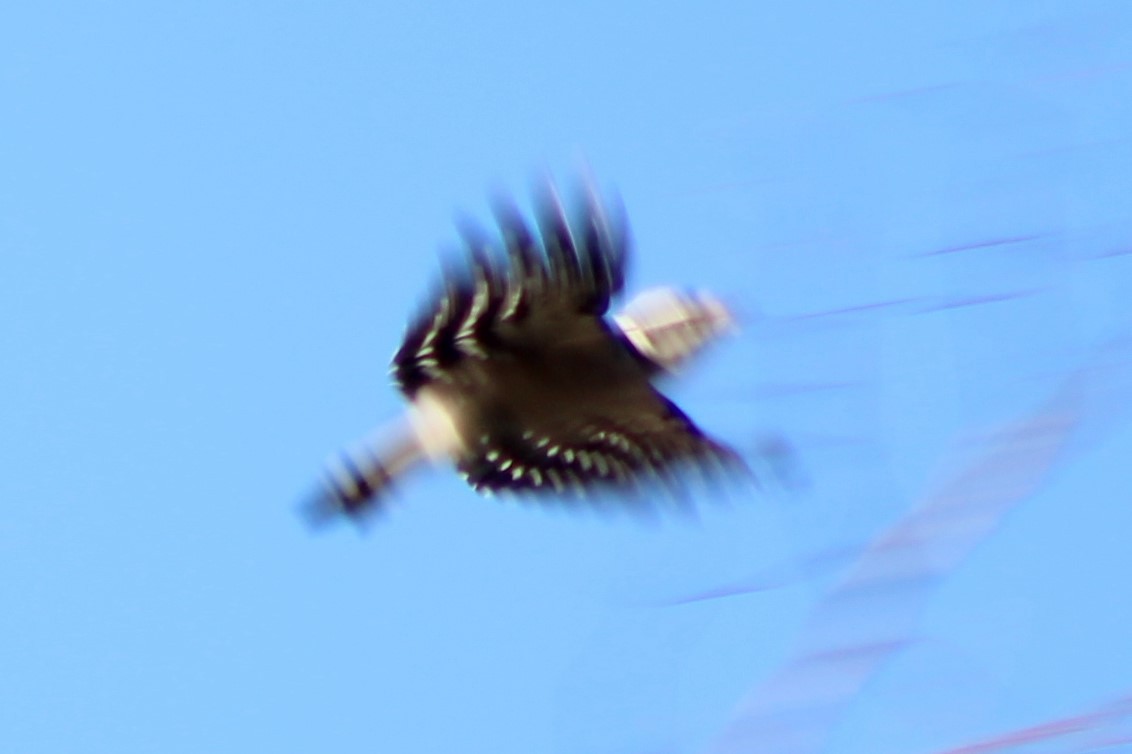 Downy Woodpecker (Rocky Mts.) - ML305715971