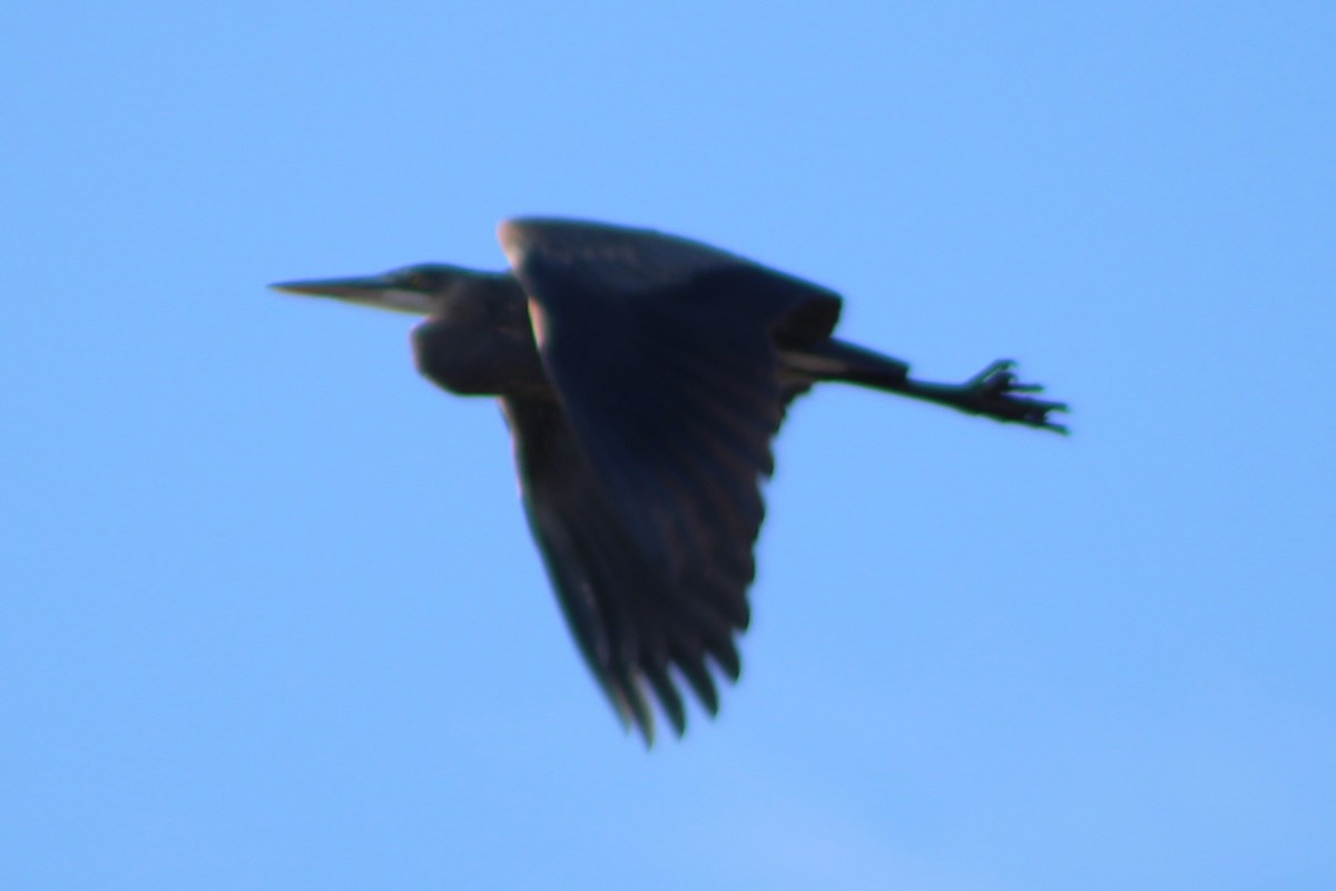 Great Blue Heron (Great Blue) - ML305716021
