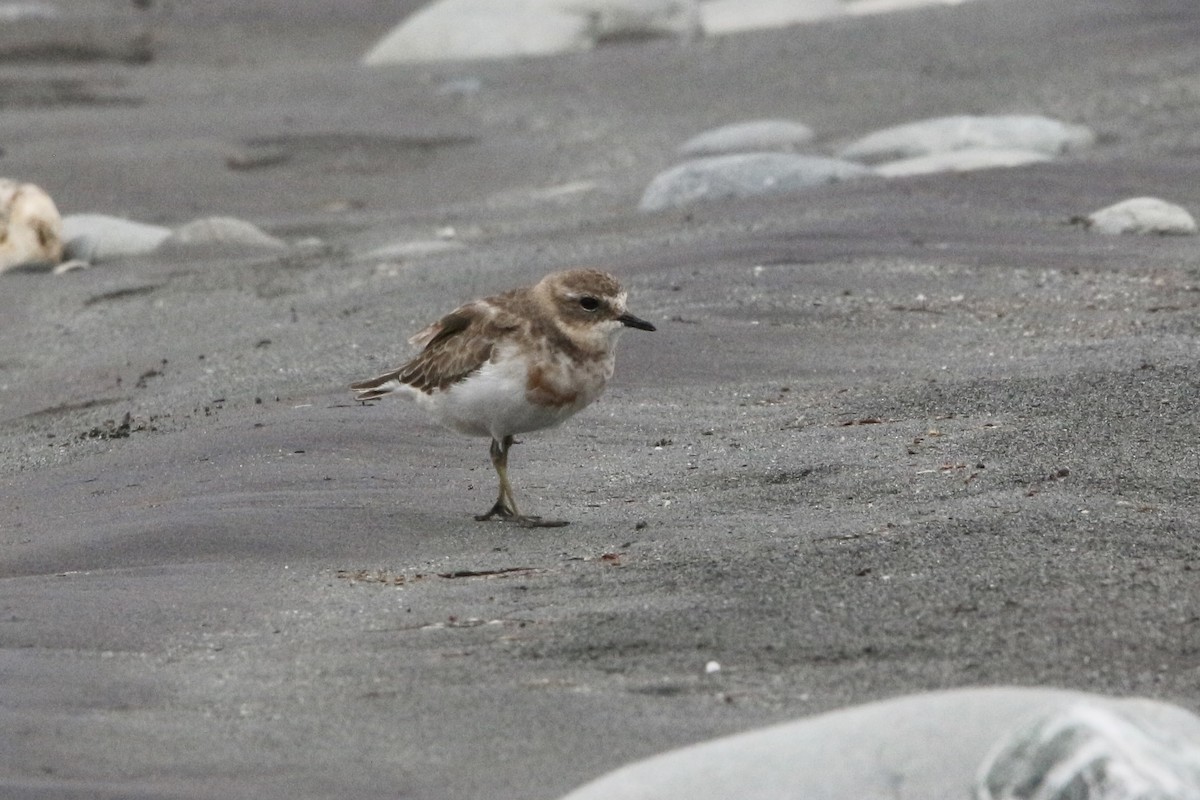 Double-banded Plover - ML305716401