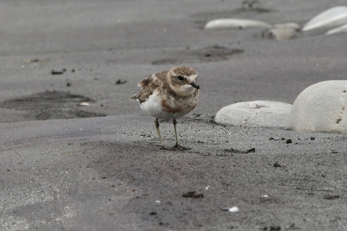 Double-banded Plover - ML305716471