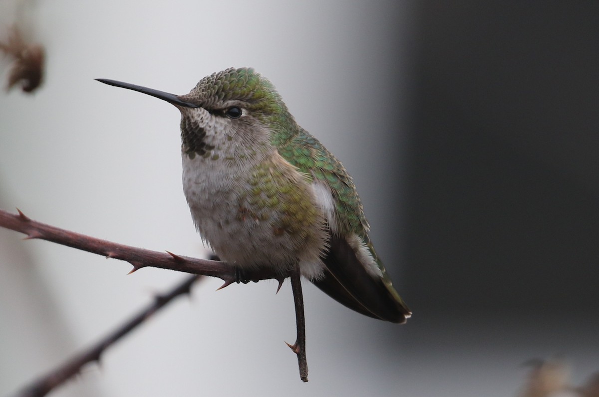 Anna's Hummingbird - John F. Gatchet